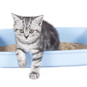 Blue Ribbon™ Premium Clay Cat Litter